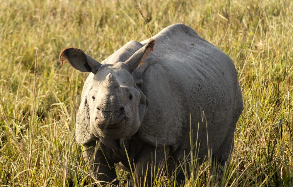 Pobitora National Park